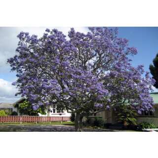 Jacaranda - Jacaranda mimosifolia - Samen