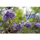 Jacaranda - Jacaranda mimosifolia - Samen