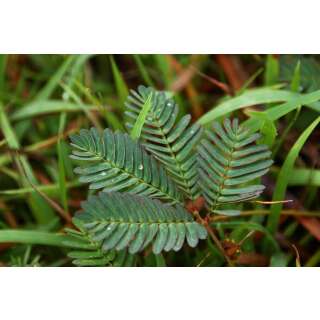 Mimose, echte - Mimosa pudica - Samen