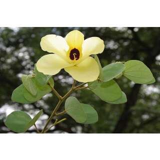 Gelber Orchideenbaum - Bauhinia tomentosa - Samen