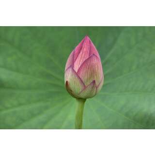 Indische Lotusblume - Nelumbo nucifera - Samen