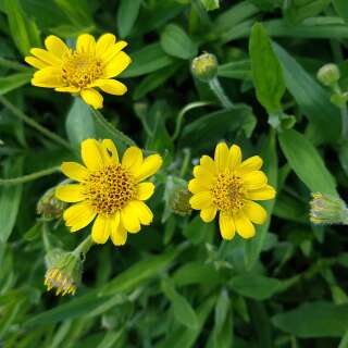 Arnika, Wiesenarnika, Alaska-Wohlverleih - Arnica chamissonis - Samen