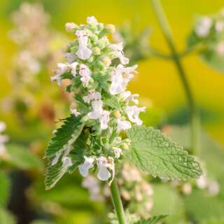 Katzenminze, zitronen - Nepeta cataria ssp. citriodora - Samen