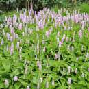 Schlangen-Wiesenknöterich - Polygonum bistorta - Samen