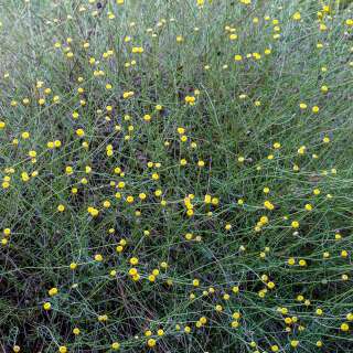 Heiligenblume, Grünblättriges Heiligenkraut, Olivenkraut - Santolina rosmarinifolia - Samen