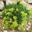 Meerfenchel - Crithmum maritimum - Samen