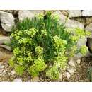 Meerfenchel - Crithmum maritimum - Samen