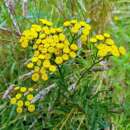 Rainfarn, gewöhnlicher - Tanacetum vulgare - Samen