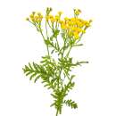 Rainfarn, gewöhnlicher - Tanacetum vulgare - Samen