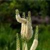 Trauben-Silberkerze, Juli-Silberkerze - Cimicifuga racemosa - Samen