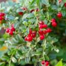 Preiselbeere - Vaccinium vitis-idaea - Samen