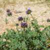 Chia, kalifornische - Salvia columbariae - Samen