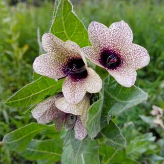 Schwarzes Bilsenkraut - Hyoscyamus niger - Samen