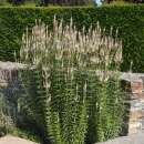 Arzneiehrenpreis, Kandelaberehrenpreis - Veronicastrum virginicum f. albiflorum - Samen