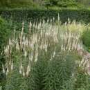 Arzneiehrenpreis, Kandelaberehrenpreis - Veronicastrum virginicum f. albiflorum - Samen