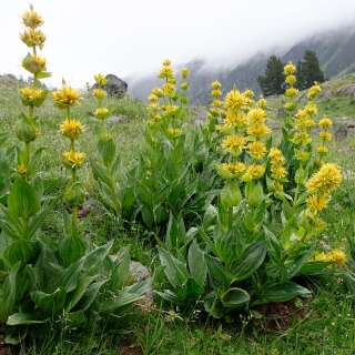 Enzian, gelber / Stern Enzian - Gentiana lutea - Samen