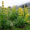 Enzian, gelber / Stern Enzian - Gentiana lutea - Samen