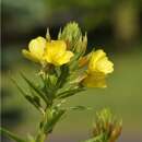 Nachtkerze, gewöhnliche - Oenothera biennis - Samen