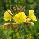 Nachtkerze, gewöhnliche - Oenothera biennis - Samen