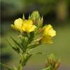 Nachtkerze, gewöhnliche - Oenothera biennis - Samen