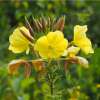 Nachtkerze, gewöhnliche - Oenothera biennis - Samen