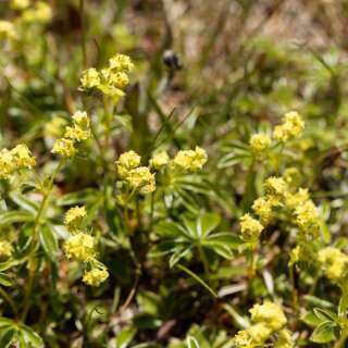 Alpen-Frauenmantel, Alpen-Silbermantel - Alchemilla...