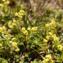 Alpen-Frauenmantel, Alpen-Silbermantel - Alchemilla alpina - Samen