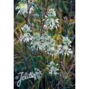 Weisser Kiel-Lauch - Allium carinatum ssp. pulchellum f. album - Samen