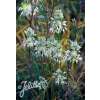 Weisser Kiel-Lauch - Allium carinatum ssp. pulchellum f. album - Samen