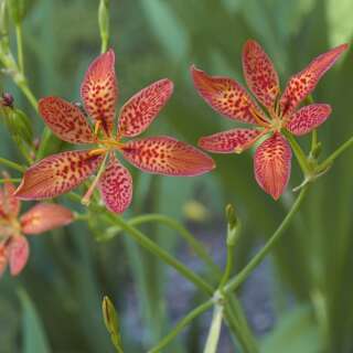 Leopardenlilie - Belamcanda chinensis - Samen