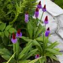 Primel, Orchideen-Schlüsselblume Miracle, Red Hot Poker - Primula vialii - Samen