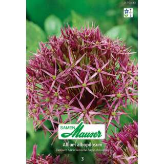 Zierlauch - Allium albopilosum - 3 Zwiebeln
