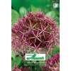 Zierlauch - Allium albopilosum - 3 Zwiebeln