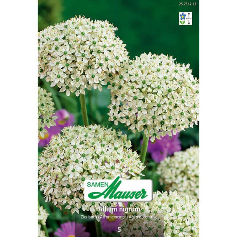 Zierlauch - Allium nigrum - 5 Zwiebeln