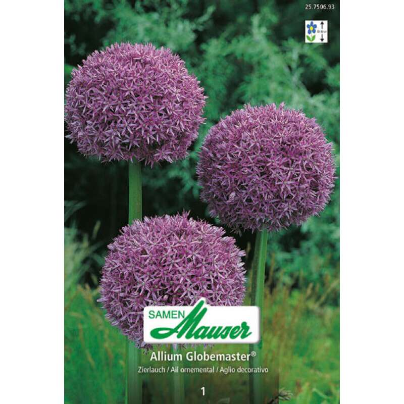 Riesen-Zierlauch Globemaster - Allium - 1 Zwiebel