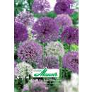 Zierlauch Mischung Big Head - Allium - 10 Zwiebeln