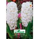 Hyazinthen Carnegie - Hyacinthus - 4 Knollen