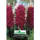 Hyazinthen Woodstock - Hyacinthus - 4 Knollen