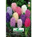 Hyazinthen Mischung - Hyacinthus - 4 Knollen