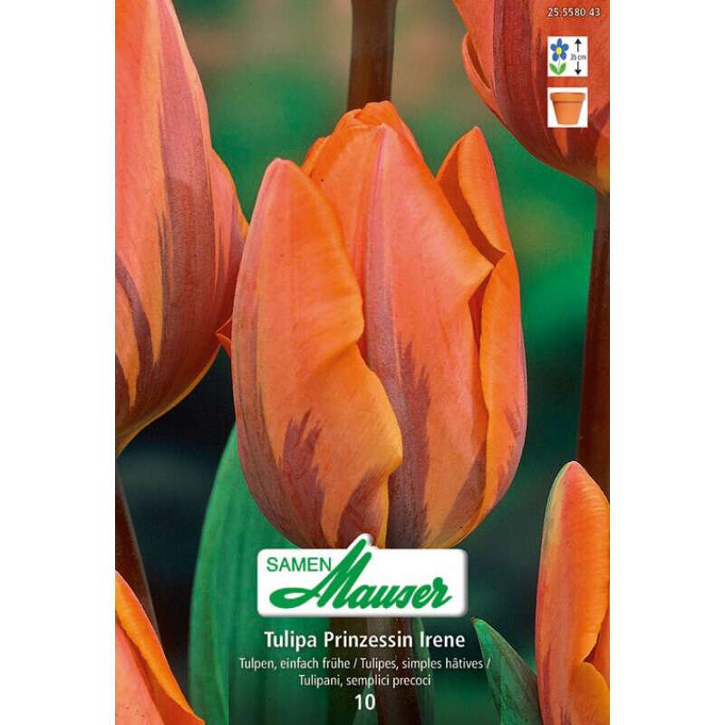 Frühe Tulpe Prinzessin Irene - Tulipa - 10 Zwiebeln