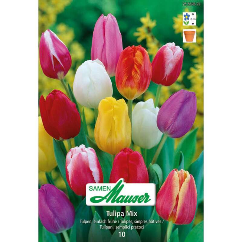 Tulpenmischung - Tulipa - 10 Zwiebeln