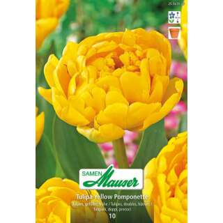 Frühe. gefüllte Tulpe Yellow Pomponette - Tulipa - 8 Zwiebeln