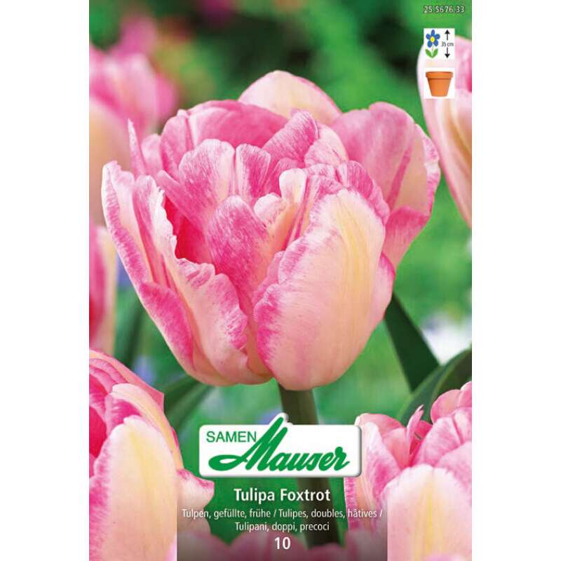 Frühe, gefüllte Tulpe Foxtrott - Tulipa - 10 Zwiebeln