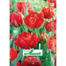 Frühe, gefüllte Tulpe Viking - Tulipa 8 Zwiebeln