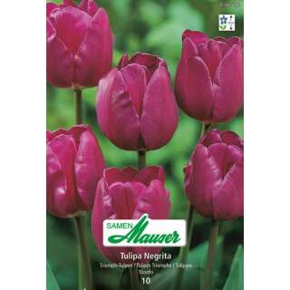 Triumph-Tulpe Negrita - Tulipa - 6 Zwiebeln