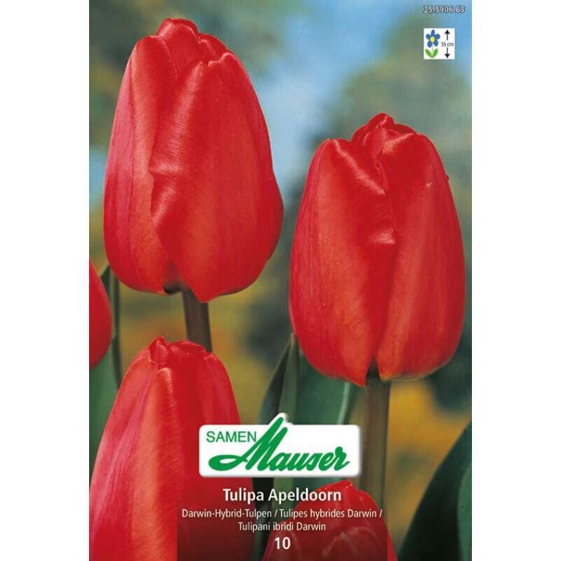 Darwin-Hybrid-Tulpe Apeldoorn - Tulipa - 10 Zwiebeln