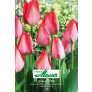 Darwin-Hybrid-Tulpe Van Eijk - Tulipa - 9 Zwiebeln