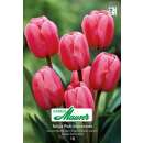 Darwin-Hybrid-Tulpe Pink Impression - Tulipa - 10 Zwiebel