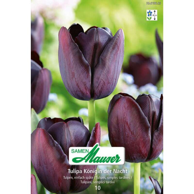 Späte Tulpe Königin der Nacht - Tulipa - 10 Zwiebeln