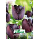 Späte Tulpe Königin der Nacht - Tulipa - 8...